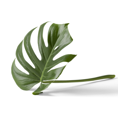 Ausschnitt der neuen Classy-Flowers-Website mit Angebotsliste