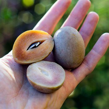 Sapodilla