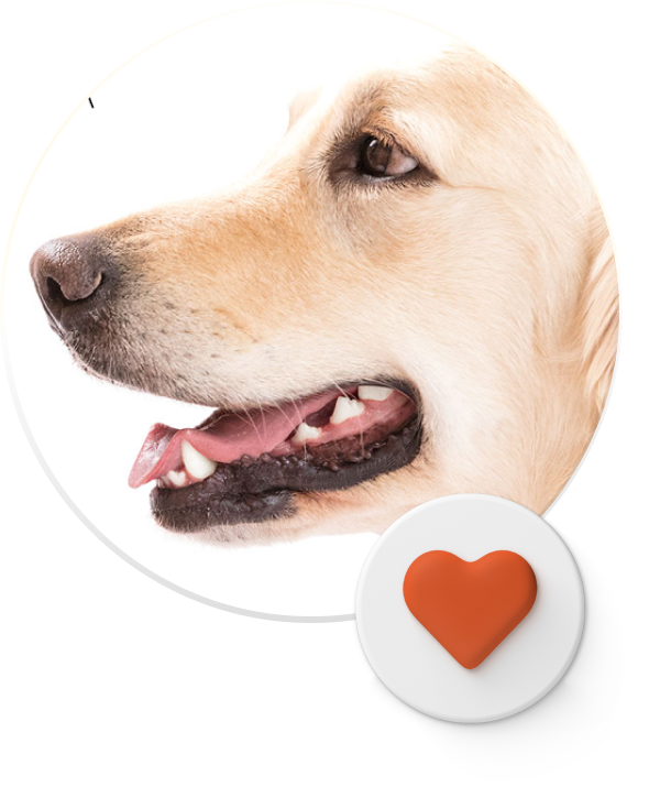 Porträt eines hellen Hundes